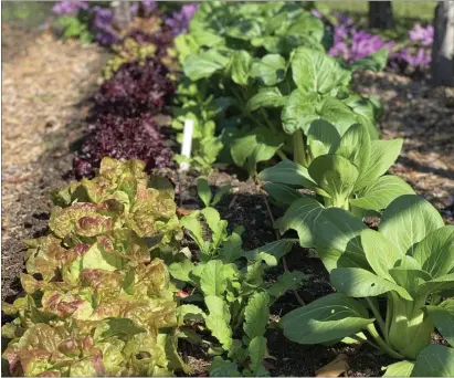  ?? LEE REICH VIA AP ?? A vegetable bed is seen in New Paltz, N.Y. Frost is no problem for cold-hardy vegetables such as lettuce and Chinese cabbage, which thrive in cold weather.