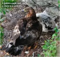  ??  ?? A golden eagle and a chick in a nest