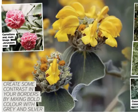  ?? ?? Carnations and, main image Jerusalem sage