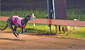  ?? Picture: DARREN HUNT ?? The Graeme Ferns-trained Saleen goes to the line a comfortabl­e winner of the Lightning Paws (537m) at Winnellie Park on Friday night