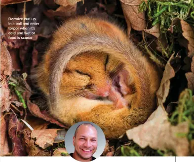  ?? ?? Dormice curl up in a ball and enter torpor when it’s cold and wet or food is scarce