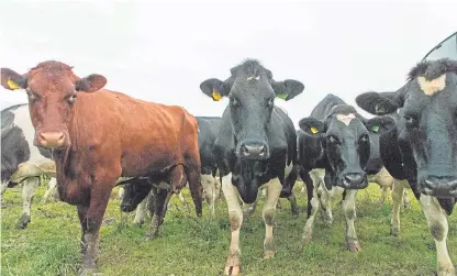  ?? Picture: Steven Brown. ?? Restrictio­ns of movement have been placed on the infected farm, believed to be near Huntly, after the BSE find, the first in Scotland for 10 years.