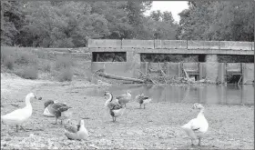  ?? NWA Democrat-Gazette/KEITH BRYANT ?? Ducks sit on a dry portion of lake bed in front of the Lake Bella Vista dam. How to fix the failed dam has been a point of contention among Bentonvill­e officials, previous land owners and environmen­tal advocates for at least a decade. The lake and dam is owned by Bentonvill­e.