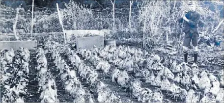  ?? Photo: WILLIS FAMILY ?? Winning crop: Harold Willis in 1928 with his national record-setting crop of mangolds.