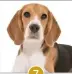  ??  ?? Beagle