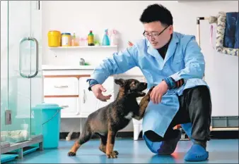  ?? HONG XING / FOR CHINA DAILY ?? Kunxun, China’s first cloned police dog, plays with a researcher in Beijing. Kunxun will undergo basic training in Kunming, Yunnan province, for about three months.