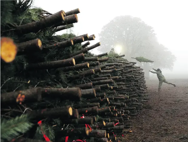  ?? JUSTIN SULLIVAN / GETTY IMAGES ?? A worker at Holiday Tree Farms throws a freshly harvested Christmas tree onto a pile of trees that are ready to be shipped at the Beaver Creek shipping yard in Philomath, Ore. Christmas tree growers are among farm groups that fear the effects of the U....