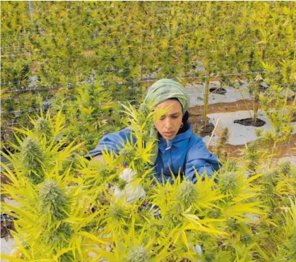  ?? EFE ?? Foto del 2016 en la mayor plantación legal de cannabis de América Latina, en Colbún, al sur de Chile. En Costa Rica, el plan para legalizar la producción de la planta inició su trámite en el Congreso en el 2014.