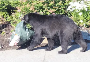  ??  ?? A black bear goes through garbage in Whistler. Two such animals were fatally shot by a commercial pollinatin­g company when the bears posed a threat to the business’s honey bee hives on a blueberry farm in Pitt Meadows.