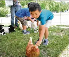  ??  ?? Agn Cheng pets a chicken at the petting zoo. City residents signed up for activities such as summer camp and swim lessons at the event.