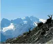  ??  ?? In vetta Il rifugio Chabod (nella foto in alto, tratta da Wikipedia) e una veduta del Gran Paradiso con un gruppo di stambecchi