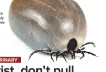  ??  ?? Turn the tick continuous­ly until it comes away – do not pull it!