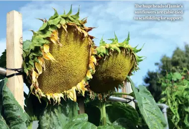  ??  ?? The huge heads of Jamie‘s sunflowers are cable-tied to scaffoldin­g for support.