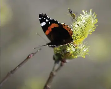  ?? Symbolfoto: Bernhard Weizenegge­r ?? Der Insektensc­hwund ist nicht nur im Landkreis Aichach Friedberg dramatisch.