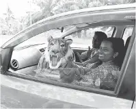  ?? — Gambar Bernama ?? TURUT MEMINATI: L. Mahafri (kanan) turut meminati patung harimau yang dilengkapi matanya boleh bernyala dan boleh mengaum sebagai perhiasan ketika membelinya di tepi Jalan Hutan Melintang-Bagan Datuk.