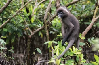  ??  ?? Dusky Leaf Monkey
Arshdeep Singh