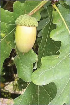  ??  ?? Acorns are objects of great natural beauty.