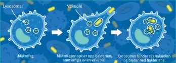  ??  ?? Makrofag. Makrofagen spiser opp bakterien, som omgis av en vakuole. Lysosomer binder seg vakuolen og bryter ned bakteriene.