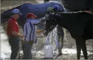  ?? PATRICK SEMANSKY - THE ASSOCIATED PRESS ?? Preakness Stakes contender Classic Empire is washed after a workout at Pimlico Race Course Wednesday in Baltimore. The Preakness Stakes horse race will be held on Saturday.