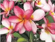  ??  ?? ‘Loretta’ plumeria