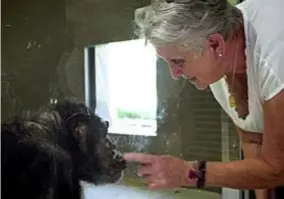  ?? FOTO VRT ?? Lies Vueghs kwam ‘haar’ Judy regelmatig bezoeken toen de chimpansee in de Zoo achter glas zat.