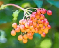  ??  ?? Berries of guelder rose, Viburnum
opulus, an important food source for birds.