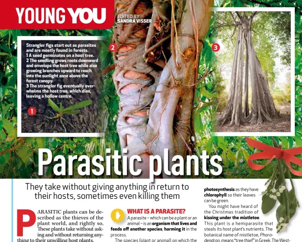  ??  ?? Strangler figs start out as parasites and are mostly found in forests. 1 A seed germinates on a host tree. 2 The seedling grows roots downward and envelops the host tree while also growing branches upward to reach into the sunlight zone above the forest canopy. 3 The strangler fig eventually overwhelms the host tree, which dies, leaving a hollow centre.
EDITED BY SANDRA VISSER