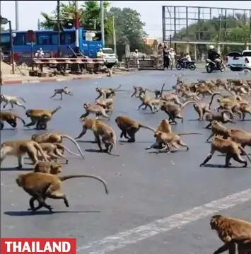  ??  ?? THAILAND Overrun: Monkeys on the hunt for food in Lopburi, north of Bangkok, where tourists who normally feed the animals have stayed away over virus concerns