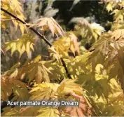  ??  ?? Acer palmate Orange Dream