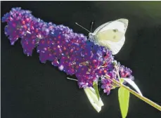  ?? FOTO: FRANZISKA GABBERT/DPA ?? Fliederblü­ten sehen nicht nur schön aus, sie locken auch Insekten an.