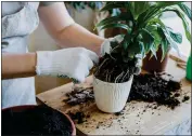  ?? GETTY IMAGES ?? Early spring is a typical time to inspect your potted plants and possibly move them to bigger containers.