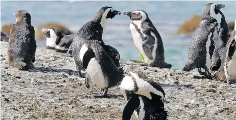 Protecting African Penguin from vanishing - PressReader