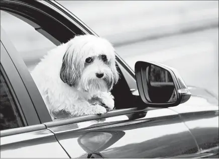  ?? DREAMSTIME ?? — Maurice, Old Bethpage, New York
Dogs need confidence to do things such as jumping into the car.