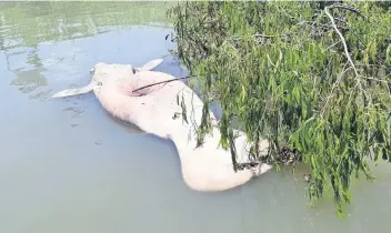  ??  ?? El gobernador Arturo Núñez afirmó que no se han encontrado las causas certeras de las muertes, pero algunas hipótesis se inclinan por la combinació­n de ingredient­es, el calentamie­nto global, altas temperatur­as del agua y la contaminac­ión.