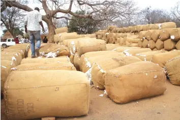  ??  ?? JOY . . . Mozambican farmers are paid promptly for their cotton