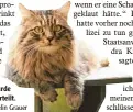  ?? Symbolfoto: Evelin Grauer ?? Ein Katzenbetr­euer wurde wegen Diebstahls verurteilt.
