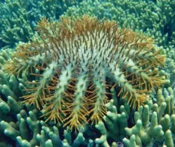  ?? DAVID BURDICK/NOAA ?? Crown-of-thorns starfish have been feasting on coral in the Maldives, which lures about 800,000 vacationer­s a year, threatenin­g the local economy.