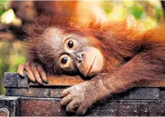  ??  ?? Save this species: BBC Two’s Natural World asked what hope remains for the orangutan