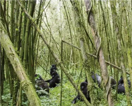  ?? Picture: iStock ?? SIGHT TO BEHOLD: A mountain gorilla at Volcanoes National Park, Rwanda.