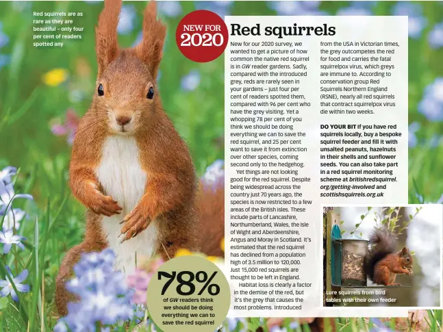  ??  ?? Red squirrels are as rare as they are beautiful – only four per cent of readers spotted any
Lure squirrels from bird tables with their own feeder