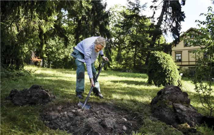  ?? Bild: PONTUS LUNDAHL/TT ?? MER ÄN BARA JORD. Blanda gärna ned kompostmat­erial i gropen – men bara i det översta lagret, tipsar trädgårdsm­ästaren Sofie Norgren på Bergianska trädgården i Stockholm.