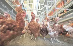  ?? THE LOS ANGELES TIMES ?? Eight thousand brown and white hens roam a 30-by-165-foot stainless steel aviary at Frank Hilliker’s San Diego County ranch.