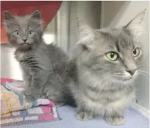  ?? MONTREAL SPCA ?? Smokey, right, and her kitten Milou wait for adoption at the Montreal SPCA on Tuesday. Shelters in Quebec are bracing for the annual influx of animals left behind during the province’s moving day.