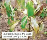  ??  ?? Root problems are the usual cause for poorly shrubs