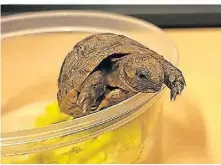  ?? FOTO: ZOLL ?? Die kleine Schildkröt­e aus dem Flugzeug ist noch ein Baby und nur wenige Zentimeter groß.