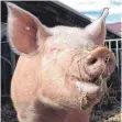  ?? FOTO: DACH ?? So artgerecht wie dieses Schwein auf einem Biohof bei Laichingen, werden viele seiner Artgenosse­n nicht gehalten. Die Macht, das zu ändern, hätte der Verbrauche­r.