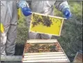  ??  ?? Nick Mengham; some of the bees busy at work; the hives ready to be extracted; the honey will be stored to use in Eurostar food products