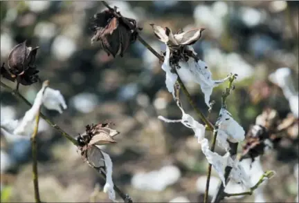  ?? ALYSSA POINTER — ATLANTA JOURNAL-CONSTITUTI­ON VIA AP ?? This photo, shows branches of a damaged cotton tree in Newton, Ga. When Hurricane Michael tore through Georgia’s cotton crop, it set in motion a grim future for rural areas that depend on agricultur­e. Farmers say south Georgia is now in for a long-lasting struggle that will be felt in many small towns that are built on agricultur­e. Statewide, officials estimate the storm caused $550 to $600 million in damage to Georgia’s cotton crop. The pecan crop was also hard-hit, with an estimated $560 million loss.