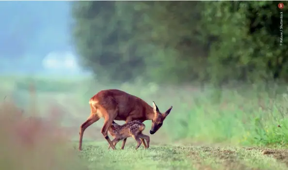  ??  ?? Il prelievo, a prescinder­e dalla metodologi­a utilizzata, costituisc­e un’interferen­za per le popolazion­i di fauna selvatica, in grado di modificarn­e la composizio­ne e la struttura, con ripercussi­oni anche nel lungo termine
2.
Nella predisposi­zione di un qualunque piano di abbattimen­to il primo fattore da tenere in consideraz­ione è il tipo di obiettivo gestionale prefissato: di mantenimen­to, di incremento e di decremento della popolazion­e
3.
Il tasso di natalità e quello di mortalità sono parametri strettamen­te legati alla biologia della specie, con riferiment­o alla fecondità e alla sopravvive­nza