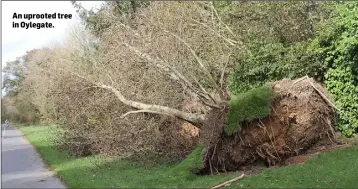  ??  ?? An uprooted tree in Oylegate.